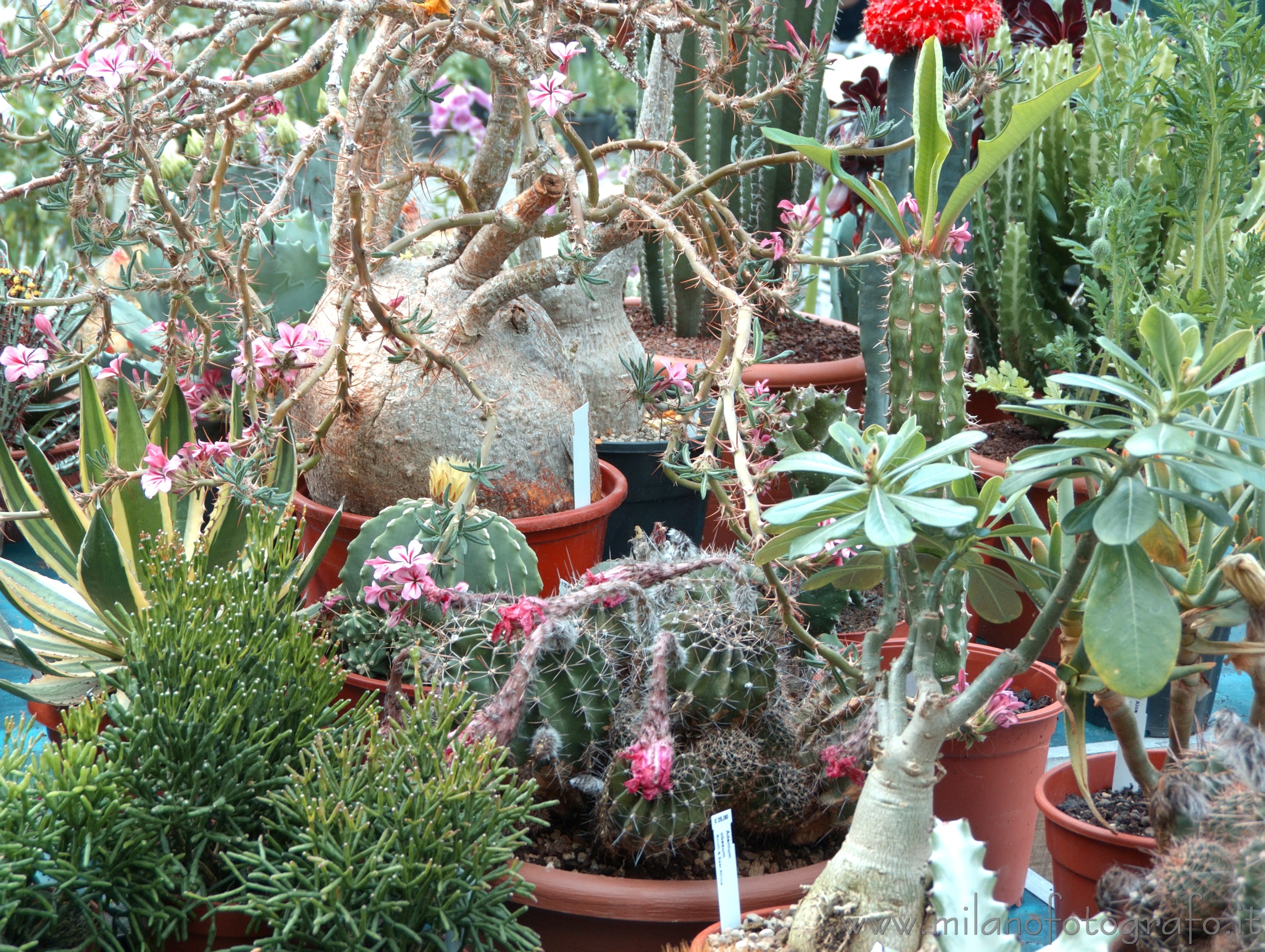 Milan (Italy) - Succulent plants at Orticola 2013